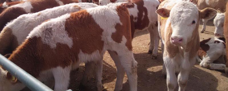 牛难产拉不出来怎么办,难产的原因有哪些