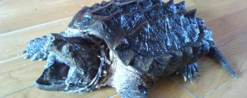 鳄龟养殖技术,鳄龟和巴西龟能养在一起吗