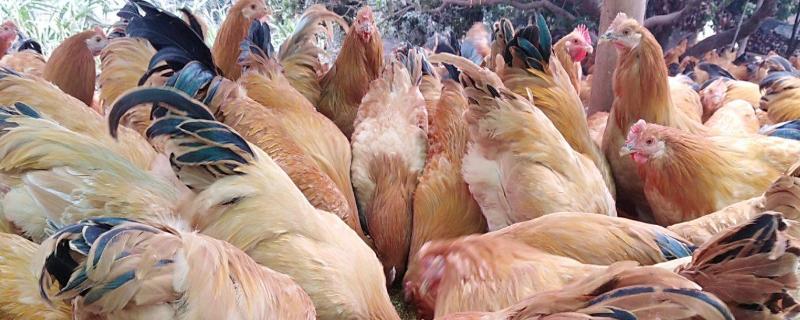三黄鸡是什么鸡为什么那么便宜,三黄鸡和蛋鸡有什么区别