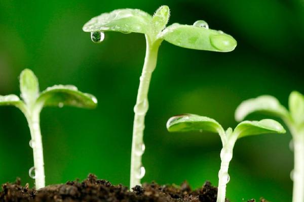 8种给土壤消毒方法