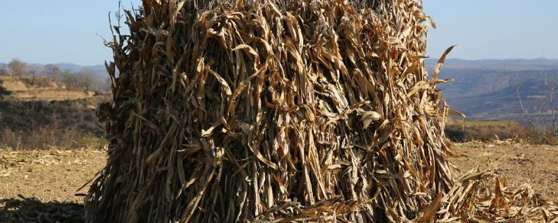 玉米秸秆干了以后还能做青储嘛,玉米秸秆可以加工成什么产品