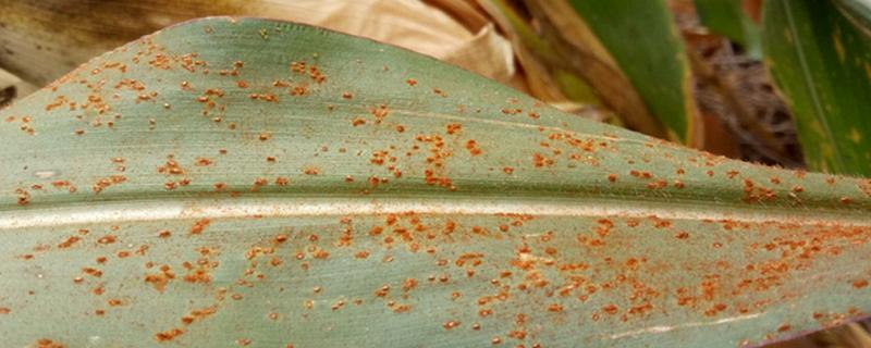 玉米上丹是怎么回事,打什么药防治