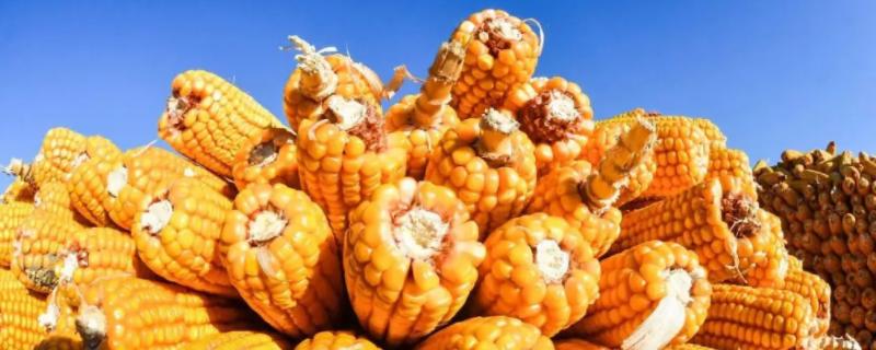 秋乐368玉米种抗性与产量,附简介