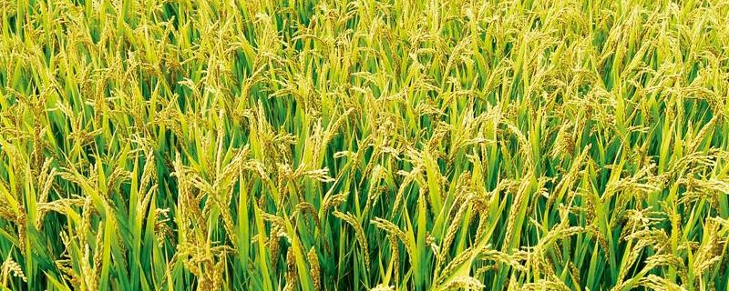 稻瘟病特效药，是什么原因导致的