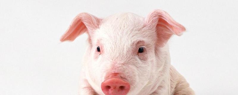 猪发红不吃食怎么办,是什么原因引起的