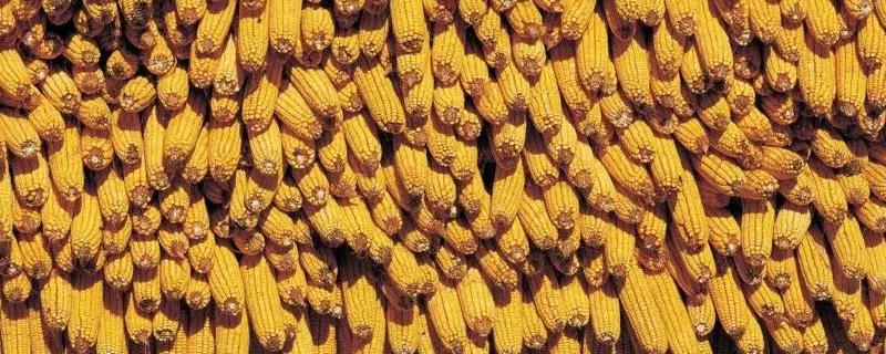 金世566玉米种适合啥地种,附简介