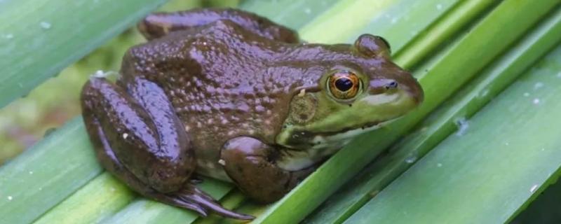 牛蛙是不是田鸡,田鸡和青蛙有什么区别