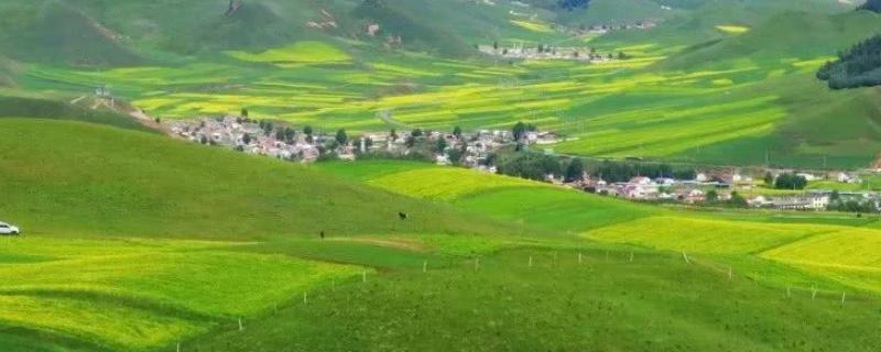 绿洲农业主要分布在,绿洲农业和河谷农业的区别