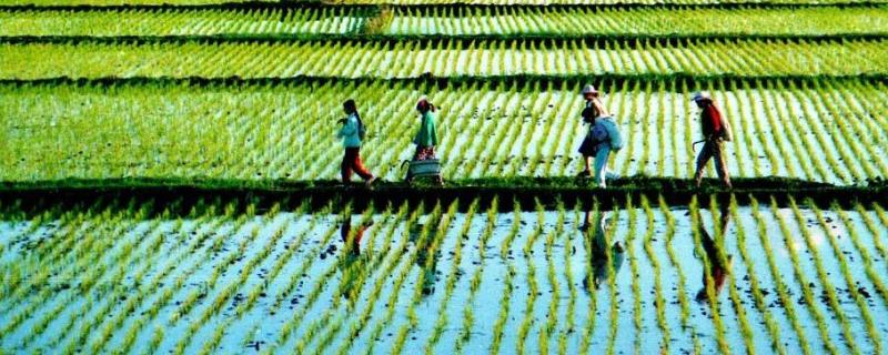 我国四大农业类型,农业类型和农业地域类型的区别