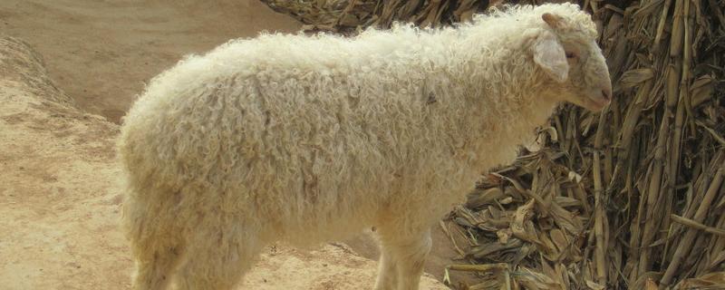 羊瘦吃什么尽快胖起来,羊不爱吃东西是什么原因