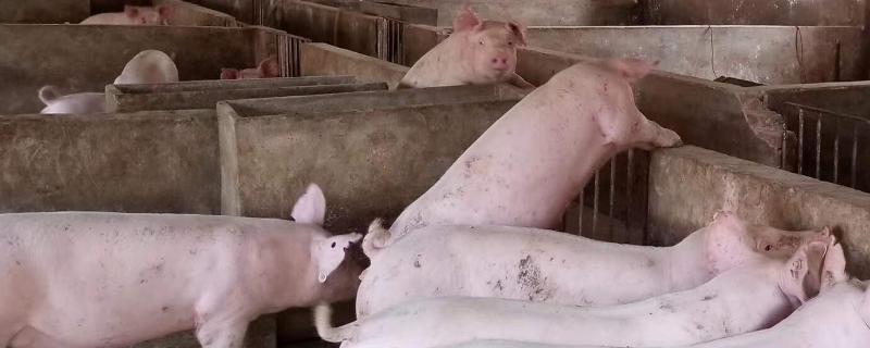 一只成年猪大概有多少斤,成年猪的体温多少度正常