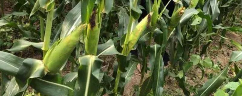 登海533种植密度,附简介