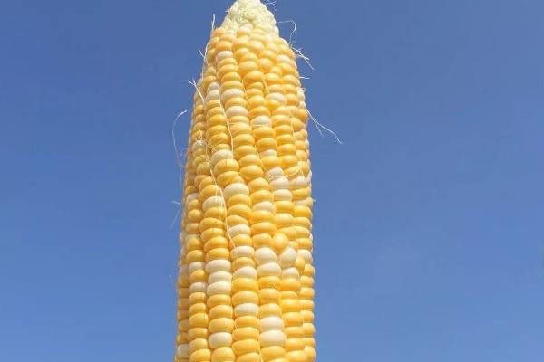 什么玉米品种抗锈病