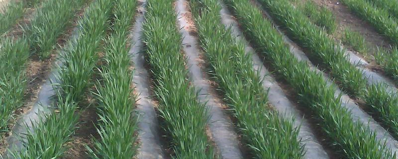 小麦种晚了盖塑料薄膜管用吗,小麦种发芽温度