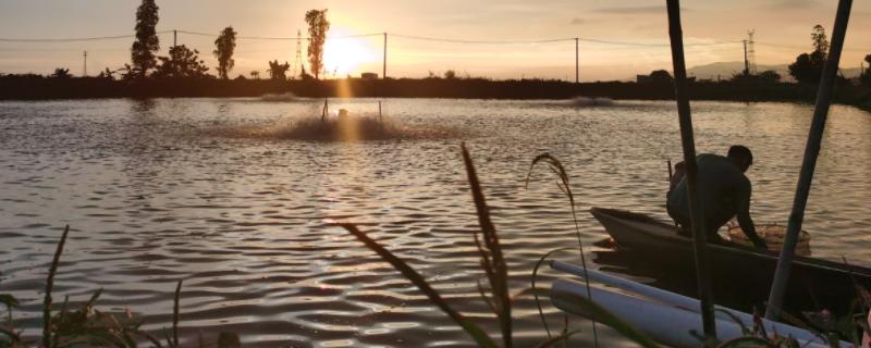 鱼塘养鱼技术,鱼塘养鱼需要办理什么手续