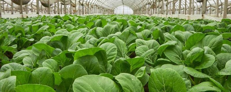 有机蔬菜大棚种植技术,蔬菜大棚是如何进行热传递的