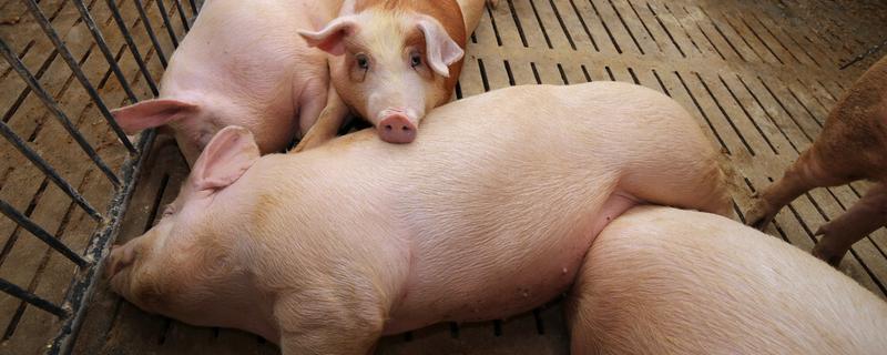 非洲猪瘟毒株有几种,非洲猪瘟的症状