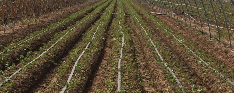 大棚滴灌亩用水量,大棚滴灌带的正确安装法