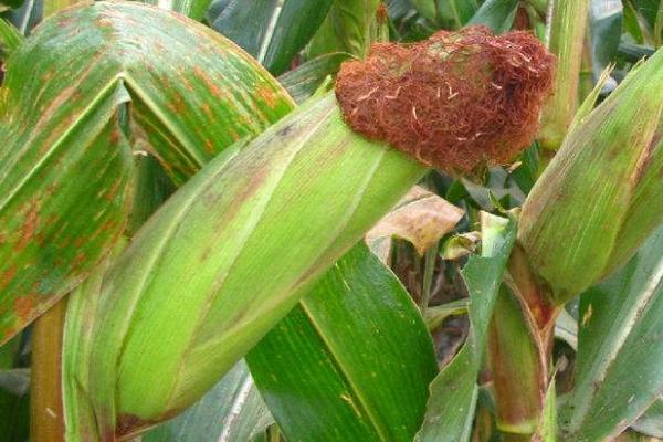 鑫瑞普999玉米品种