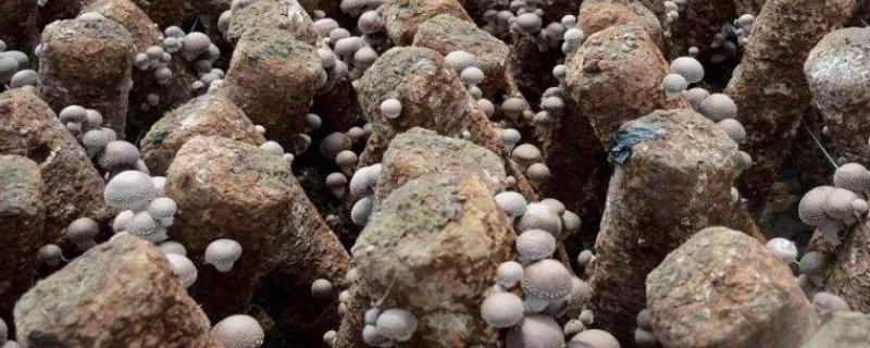 大棚香菇种植技术,大棚里面一般安装什么灯