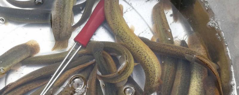 泥鳅为什么不能钓鱼,泥鳅是什么类型的动物