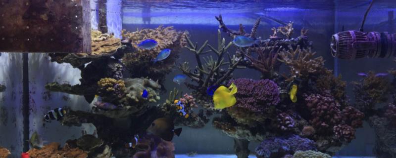 亚甲基蓝对鱼危害大吗,亚甲基蓝的正确用法