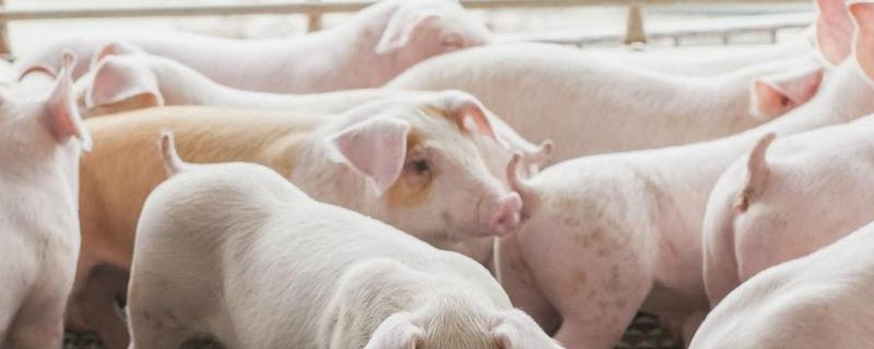 一头猪一扇排骨有几根,一年需要吃多少斤粮食