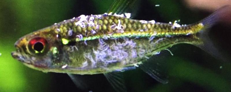 鱼身上有寄生虫用什么药,是什么原因引起的