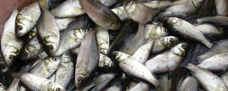 鲫鱼一年可以长多大,喜欢什么饵料