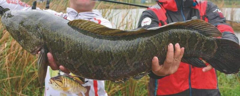 黑鱼能长多大,黑鱼和草鱼的区别