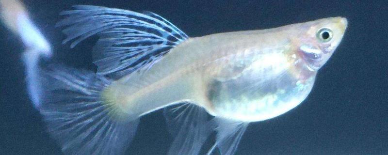 孔雀鱼白天生产还是晚上生产,孔雀鱼生小鱼的前兆