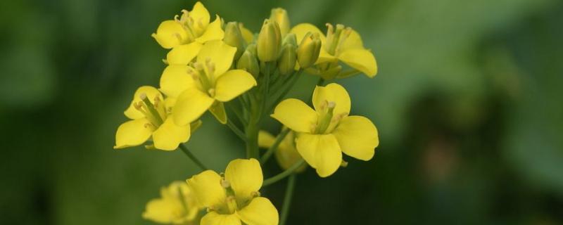 丰油737亩产多少,附简介