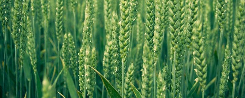 100斤小麦加多少吡虫啉，吡虫啉的使用方法