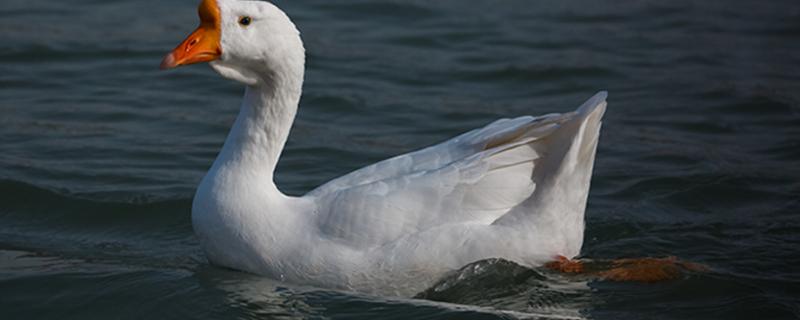 鹅的外形特征以及生活特点,鹅的养殖周期是多久