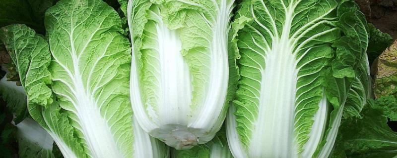 大白菜软腐病的特效药,是什么原因导致的
