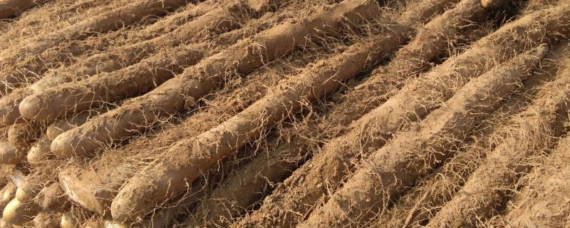 山药种植方法,山药什么时候种