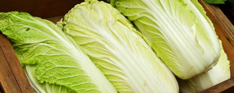 十月份种大白菜还能长吗,能承受多少度的低温