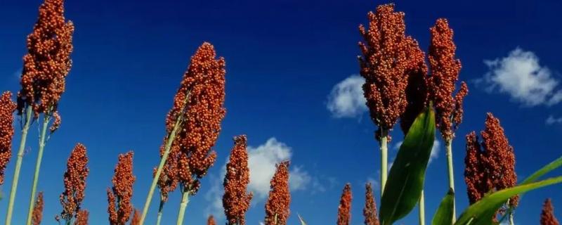 高粱怎么脱粒,高粱是粗粮吗