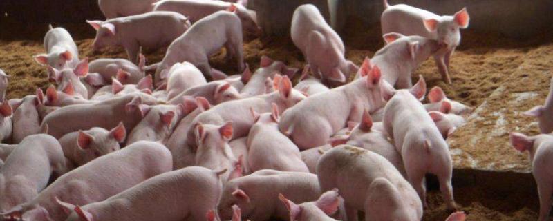猪一天吃几顿,吃什么饲料长得快