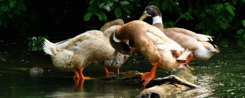 速成鸭多少天出栏,鸭子可以养在什么地方