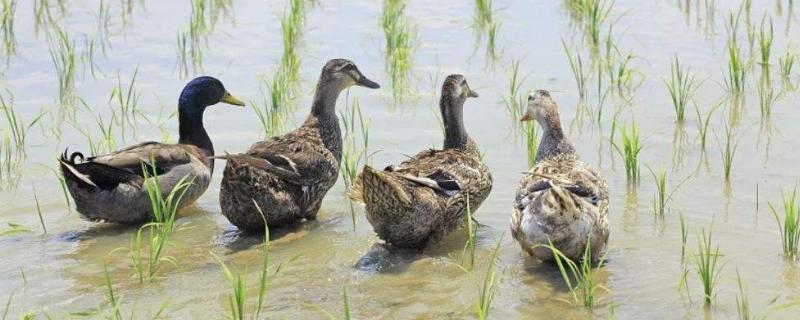 稻田养鸭是利用水稻和鸭子之间的什么关系,稻田养鸭有什么好处