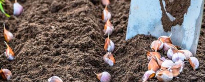 十一月份还能种大蒜吗，种大蒜要剥皮吗