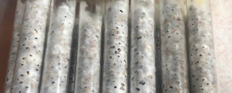 自己在家培养的菌种,培养菌种的环境条件