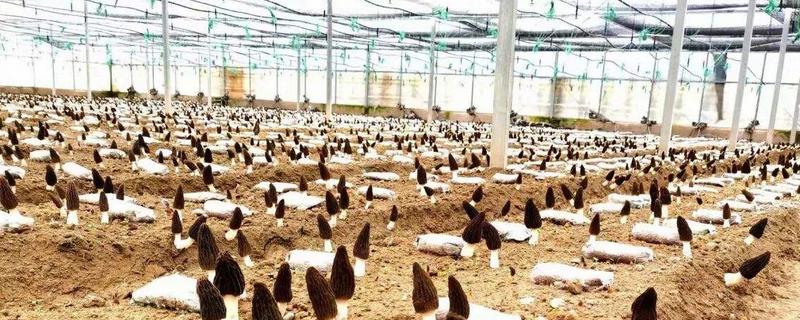 羊肚菌如何种植技术,羊肚菌的产地