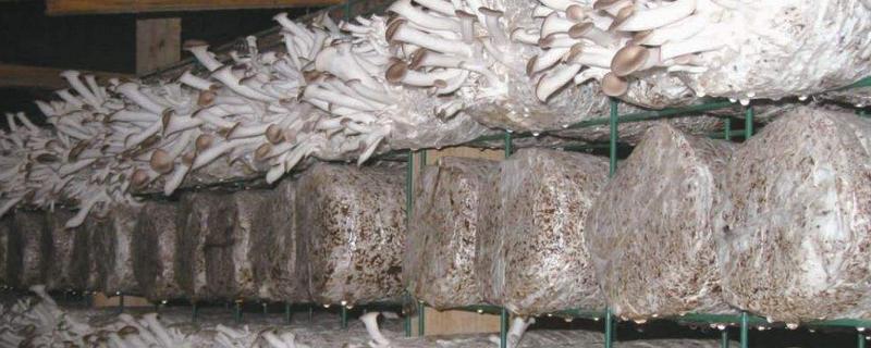 种菌菇怎么种植方法,菌菇的种类有哪些