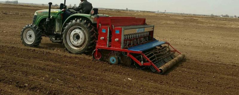 山东小麦播种最佳时期,附种植方法