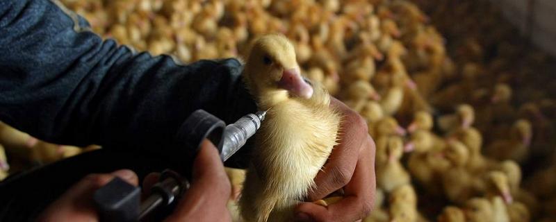 小鸭子怎么养,要保温几天