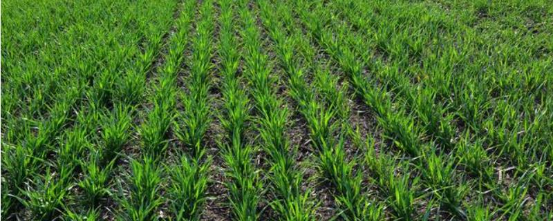 小麦在土里拱不出来咋办,出芽一般需要几天