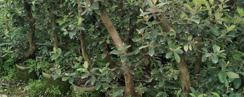 果树苗哪里有,果树苗是怎么种出来的