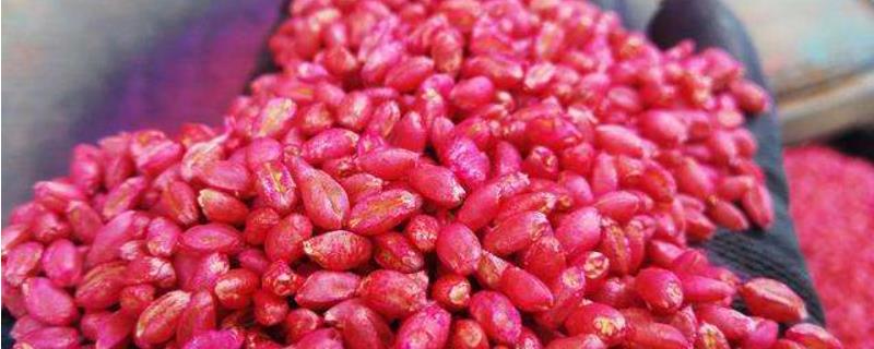 甲拌磷小麦拌种剂量,拌种的好处和坏处